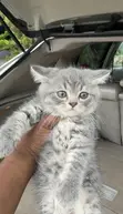 Female Mixed Breed British Shorthair Kitten (1-3 Months) - 2