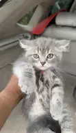 Female Mixed Breed British Shorthair Kitten (1-3 Months) - 3