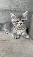 Female Mixed Breed British Shorthair Kitten (1-3 Months) - 4