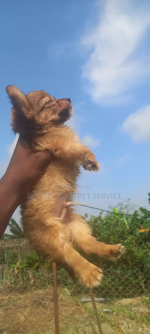 Male Purebred Chihuahua Puppy (1-3 Months) - 1
