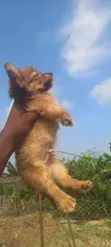 Male Purebred Chihuahua Puppy (1-3 Months) - 1