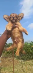 Male Purebred Chihuahua Puppy (1-3 Months) - 2