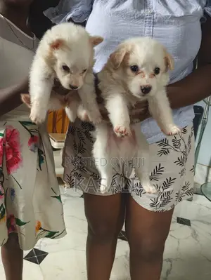 1-3 Month Male Purebred American Eskimo Puppy