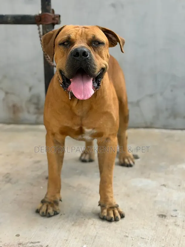 Purebred Boerboel Male, 1+ Year Old - 1