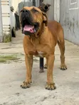 Purebred Boerboel Male, 1+ Year Old - 2