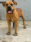 Purebred Boerboel Male, 1+ Year Old - 3
