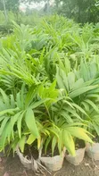 Queens Palm Tree - 1