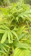 Queens Palm Tree - 2