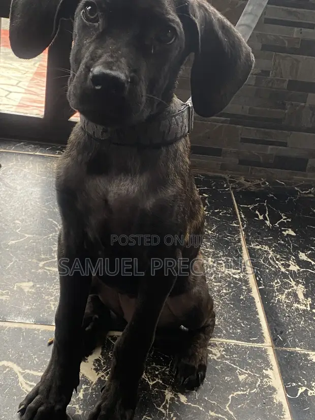 Purebred Female Cane Corso Puppy (3-6 Months) - 1