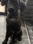 Purebred Female Cane Corso Puppy (3-6 Months) - 1
