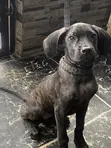 Purebred Female Cane Corso Puppy (3-6 Months) - 2