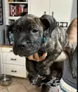 Purebred Female Cane Corso Puppy (3-6 Months) - 3