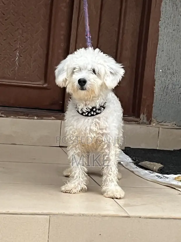 Purebred Lhasa Apso Puppy, 6-12 Months Male - 1