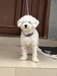 Purebred Lhasa Apso Puppy, 6-12 Months Male - 1