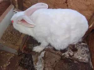 New Foreign Species Rabbits Available