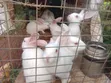 New Foreign Species Rabbits Available - 2