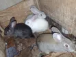 New Foreign Species Rabbits Available - 3