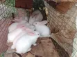 New Foreign Species Rabbits Available - 4