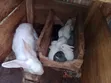 New Foreign Species Rabbits Available - 5