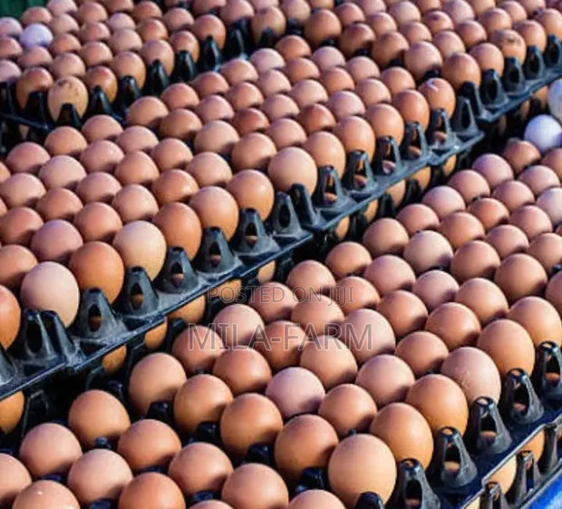 Chicken Eggs - 100 Count - 1