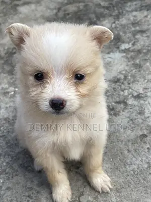 1-3 Months Female Purebred American Eskimo Puppy
