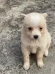 1-3 Months Female Purebred American Eskimo Puppy - 2
