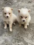 1-3 Months Female Purebred American Eskimo Puppy - 3