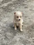 1-3 Months Female Purebred American Eskimo Puppy - 4