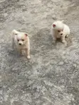 1-3 Months Female Purebred American Eskimo Puppy - 5
