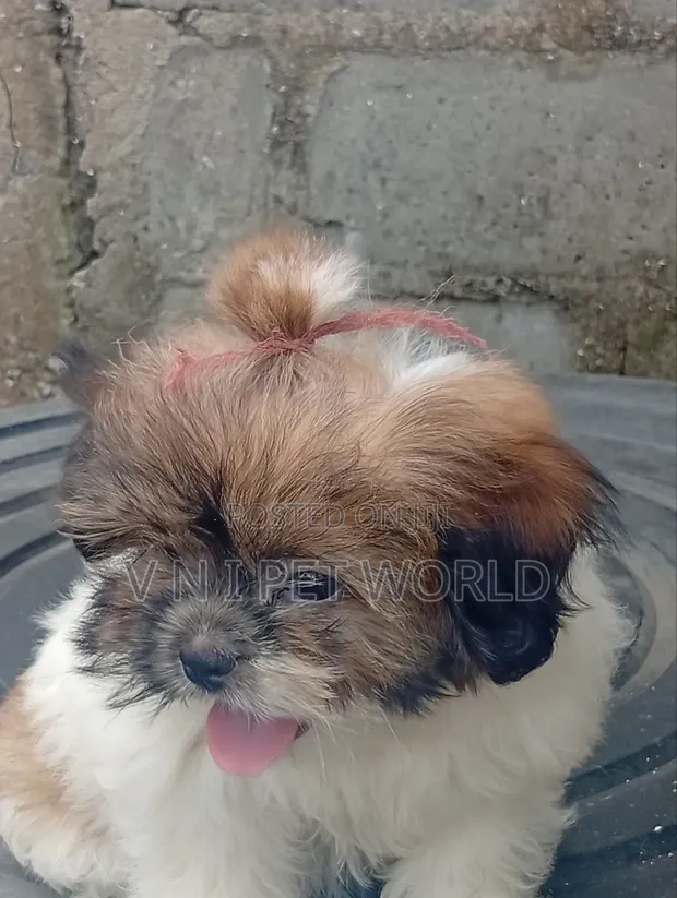 Purebred Shih Tzu Puppy, 1-3 Months Old, Female - 1