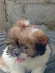 Purebred Shih Tzu Puppy, 1-3 Months Old, Female - 1
