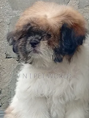 Purebred Shih Tzu Puppy, 1-3 Months Old, Female