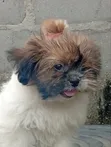 Purebred Shih Tzu Puppy, 1-3 Months Old, Female - 3