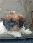 Purebred Shih Tzu Puppy, 1-3 Months Old, Female - 4