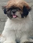Purebred Shih Tzu Puppy, 1-3 Months Old, Female - 5