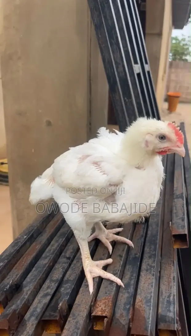 4 Weeks Old Boilers Chickens - 1