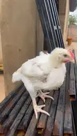 4 Weeks Old Boilers Chickens - 1