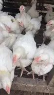 4 Weeks Old Boilers Chickens - 2