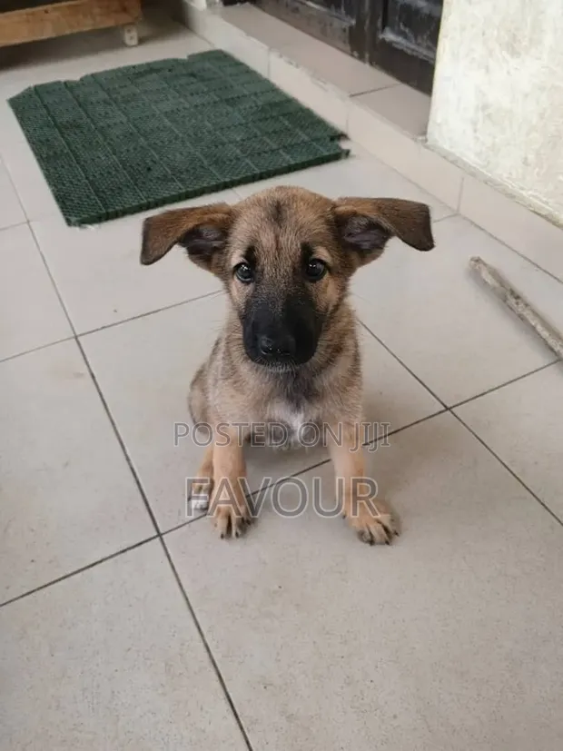Purebred German Shepherd Puppy, 3-6 Months - 1
