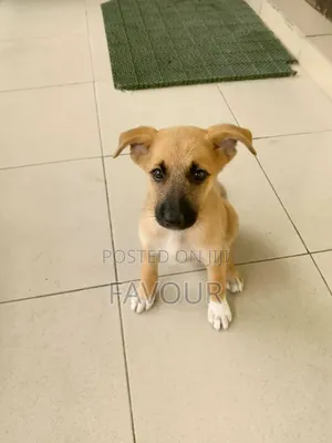 Purebred German Shepherd Puppy, 3-6 Months