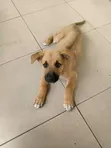 Purebred German Shepherd Puppy, 3-6 Months - 3