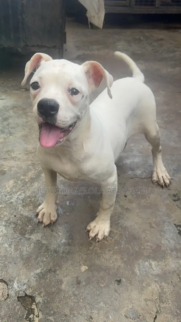 Purebred American Bulldog Female, 4 Months Old - 1