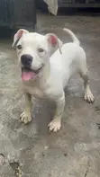 Purebred American Bulldog Female, 4 Months Old - 1