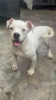 Purebred American Bulldog Female, 4 Months Old - 2