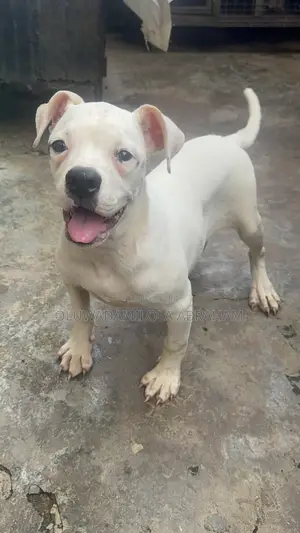 Purebred American Bulldog Female, 4 Months Old