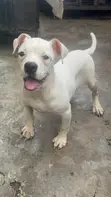 Purebred American Bulldog Female, 4 Months Old - 3