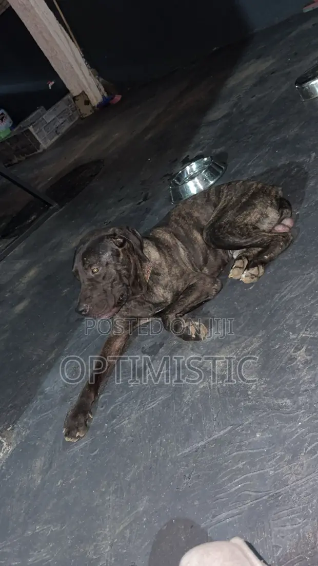 Purebred Boerboel Male Puppy, 6-12 Months - 1