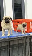 Yar Pug Mai Tsarki - Wata 1-3 Da Haihuwa, Mace - 3
