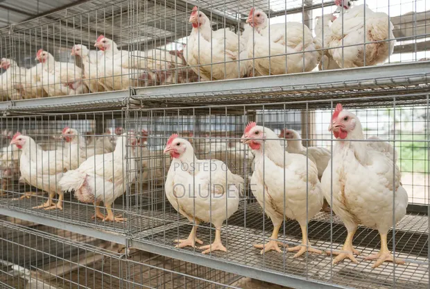 Mature Live Broilers for Sale - 2.5kg Average - 1