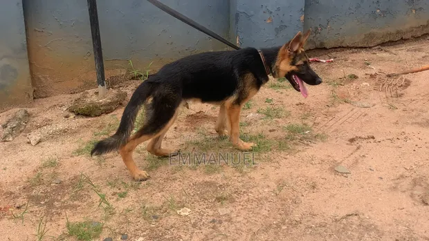 Purebred German Shepherd Puppy (3-6 Months) - 1